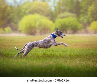 Whippet Images Stock Photos Vectors Shutterstock