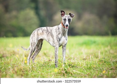 Whippet Dog In Summer