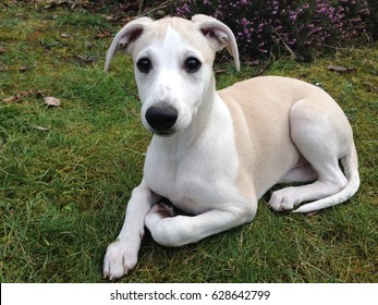 Whippet Puppy Outdoor