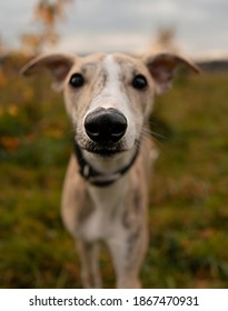 Whippet Puppy Portrait With Focus On Wet Nose. Close Up Of A Sight Hound Dog Looking Straight At The Camera. 