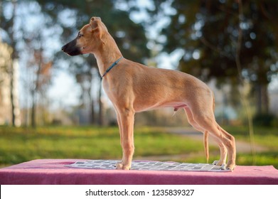 Red Whippet Images, Stock Photos 