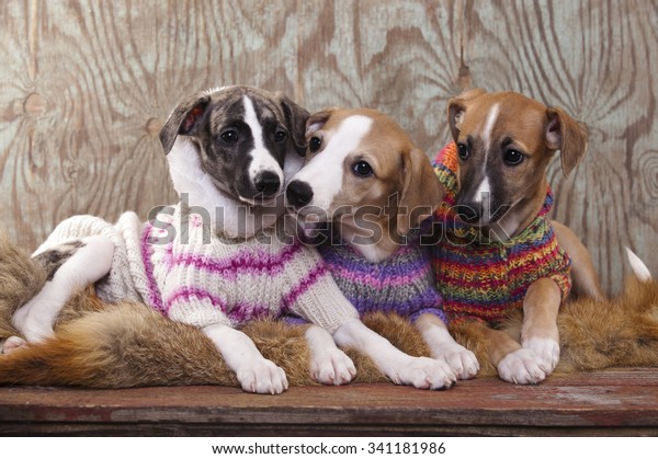 whippet in sweater