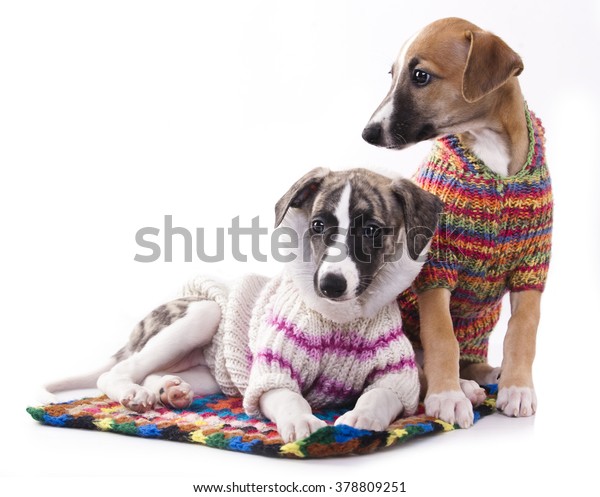 whippet in sweater