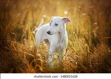 cute whippets
