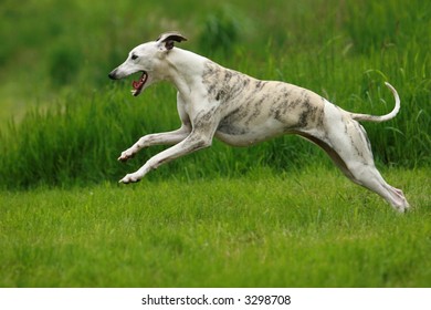 Whippet Running