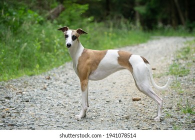 Whippet Standing In The Woods Hiking Dog Pure Breed