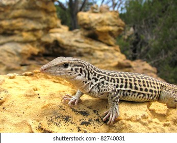 Whiptail Lizard
