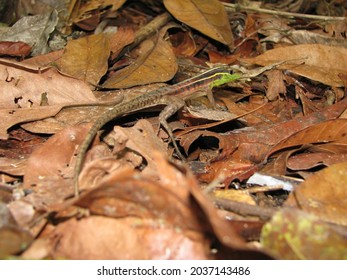 Whiptail lizard of Amazon forest (Kentropyx calcarata)