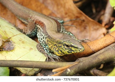 Whiptail lizard (Ameiva quadrilineata) portrait. Costa Rica.