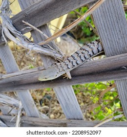 Whiptail Lizard Closeup Camouflaged On Wood Lattice Fence