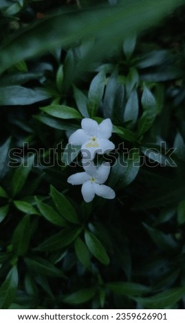 Whire flowe in Greenary background