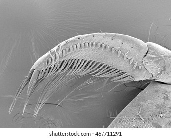 Whirligig Beetle Leg SEM