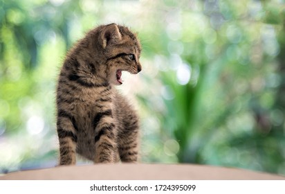 Whisker Cat Have Predator Race Instinct Concept. Standing To The Top Of Mountain Green Background