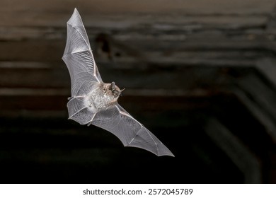 Macho de murciélago bigotudo (Myotis mystacinus) volando en el aire en medio ambiente natural. Escena de Naturaleza de la vida silvestre en Europa.