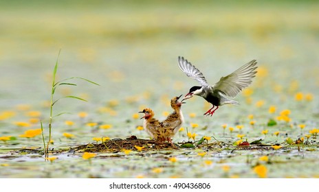 Whiskered Tern