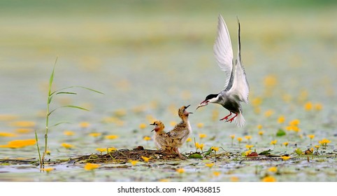 Whiskered Tern