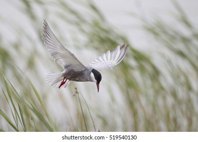 Whiskered Tern