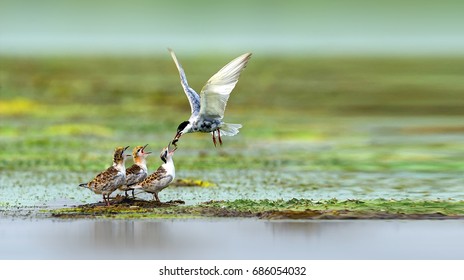 Whiskered Tern