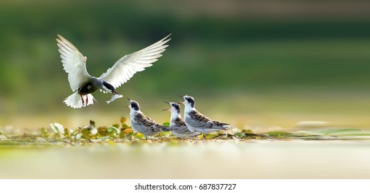 Whiskered Tern