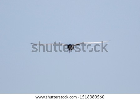 Similar – Image, Stock Photo Swift soaring with fully extended wings against blue sky