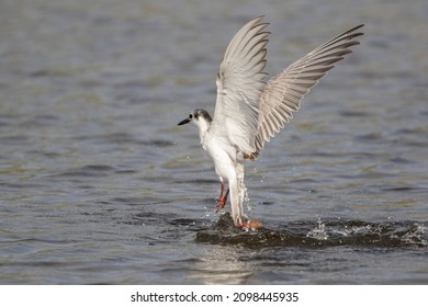 Whiskered Tern Diving In The Water, Fish In Bird Beak, Bird Eating Fish