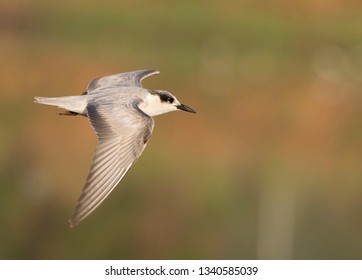 Whiskered Tern In Flight