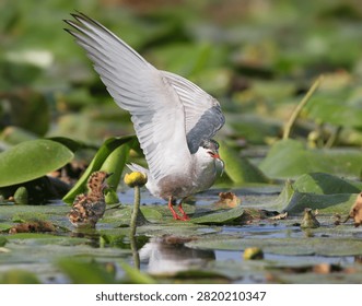 A whiskered tern hovering above a floating lily pad as a fluffy chick calls up with open beak.