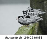 Whiskered terns (Chlidonias hybrida) rest on the irrigating facility by the pond in northern Taiwan before feeding. 
