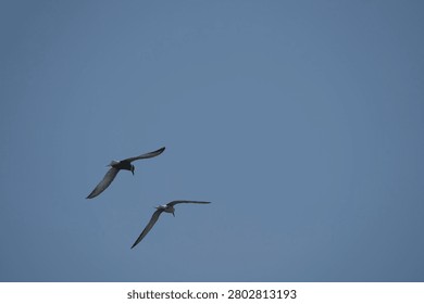 Whiskered Terns Dancing in the Sky. Two graceful terns glide in perfect unison across a vast blue canopy. An elegant fine art nature story of freedom, synergy, and avian companionship