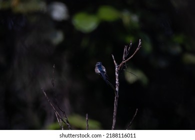 Whiskered Treeswift (Hemiprocne Comata) In Rain Forests Of Peninsular Malaysia.