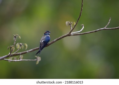 Whiskered Treeswift (Hemiprocne Comata) In Rain Forests Of Peninsular Malaysia.