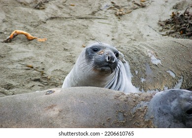 Whiskers Carnivore Terrestrial Animal Snout Seal Bearded Seal