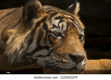 Whiskers eines Tigers - T58 Männlich entspannend an einem Waterhole in Zone 10