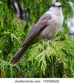 Whiskey Jack, Bird Of Strathcona Park