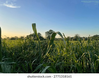 Whisp of cloud over field of grass at sunset