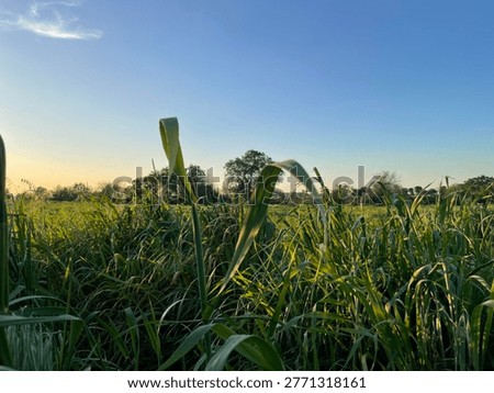 Whisp of cloud over field of grass at sunset