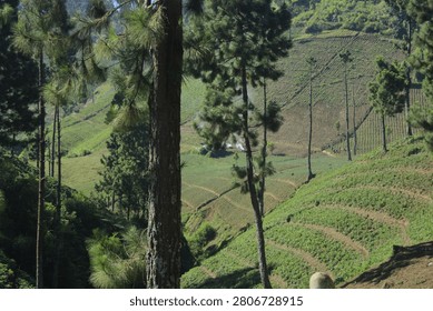 Whispering Pine Trees Guarding the Emerald Valley
