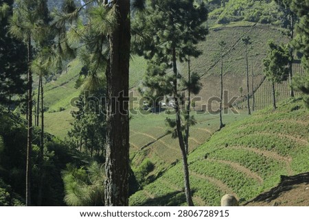 Whispering Pine Trees Guarding the Emerald Valley