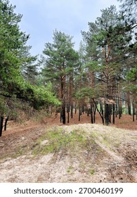 Whispers of the Pine Forest