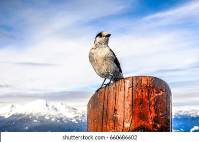 Whistler, British Columbia, Canada - January 2016: Grey Jay Bird On The Top Of Blackcomb Mountain, Whistler, BC, Canada 