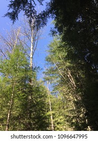 Whistler, British Columbia View From Zipline Platform In Cascade Mountain Range During Spring