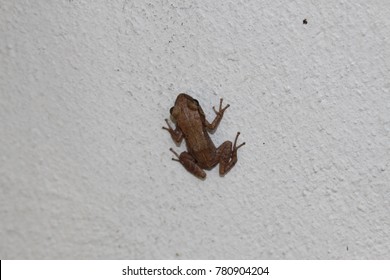 "Whistling Coqui" frog (or Cochran's Treefrog, Cochran's Robber Frog) on a white wall in St. Gallen, Switzerland. Its Latin name is Eleutherodactylus Cochranae, native to Puerto Rico.