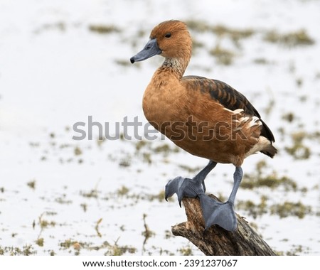 A whistling duck perched on a log.