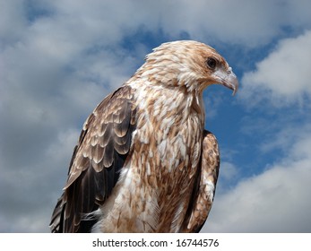 Whistling Kite