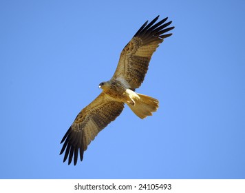 Whistling Kite