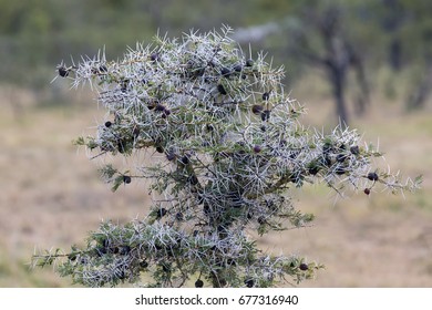 Whistling Thorn Acacia tree lives in symbiotic relationship with ants which live in the thorns