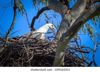 65 Whit eagles Images, Stock Photos & Vectors | Shutterstock