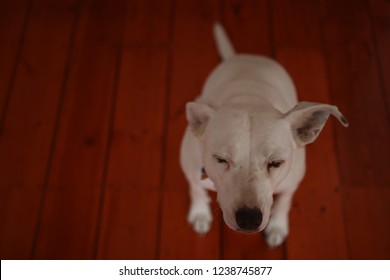 Whit Kelpie Cross With A Very Content Face.