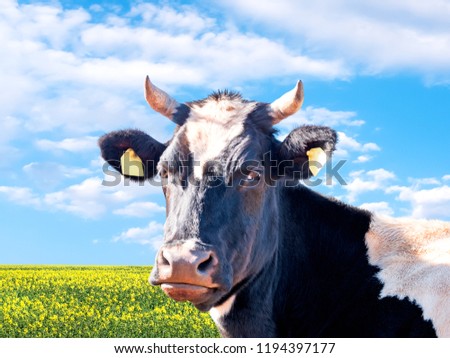 Similar – cow Organic produce Nature