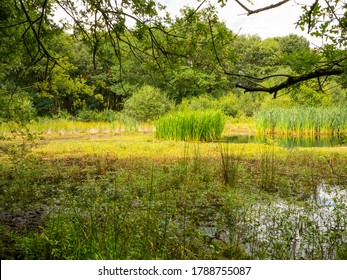 Whitchurch, Shropshire / UK – 8 2 2020: ‘Brown Moss’ In Whitchurch, Shropshire, Is A 77-acre Wildlife And Nature Reserve, Conservation Site And A Ramsar Wetland Of International Scientific Importance.